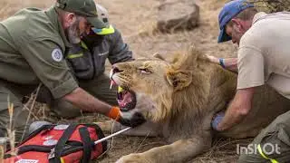 Trapped Lion Rescued ⁉️ SAR Team&rsquo;s Emotional Mission in the Wild!