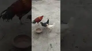 #animalfacts #birds #chicken #bride #aseelmurga #mypetvlog #murga #hen #rooster #chicks #feathered