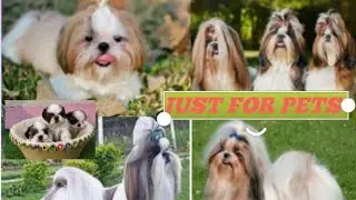 cute shitzu puppy available for sale in kolkata @justforpets1987 #dailydog #galiffstreetmarket
