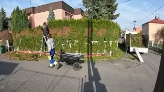 Trimming a large hedges without maintenance - Check out our professionals