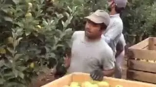 Portugal #agriculture work