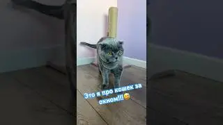 Это я про кошек за окном!😅 #cat #видосыоткота #кот #веселыекоты #animals #котики #котофейка #top