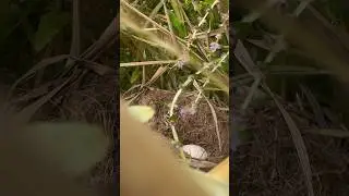 Found Eggs in Rise Field. #egg #rise #field