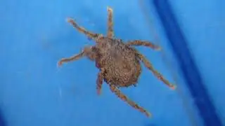 ゴミツケタカラダニの一種Caeculisoma sp.　03