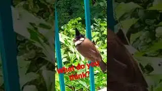 what is the bird mouth?it is the ball or Seed? #short