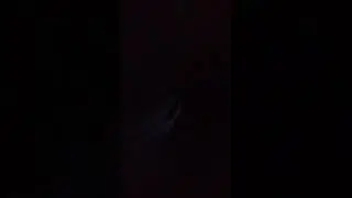 Leopardpelt&rsquo;s audition