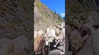 little calves walking around the mountain#LittleCows #MountainWalk #PeacefulNature#fypシ゚viral