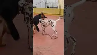 jule🤩shyaa😍#dog #germanshepred #dalmatiandog #tranding #policeanimal #squad #ubisoft #kids #doglover