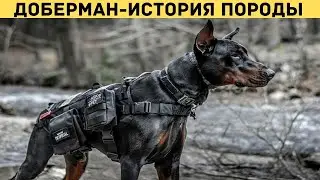 История происхождения и разведения собак породы доберман.  Лучший охранник.