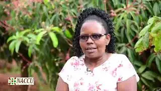 Strengthening Coffee Value Chains in Kenya - National Coffee Cooperative Union Ltd.