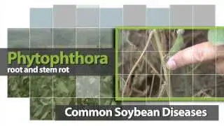 Phytophthora Root and Stem Rot Identification