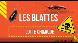 Comment se d&eacute;barrasser des cafards d&eacute;finitivement avec une lutte chimique ? Conseils anti-nuisibles.