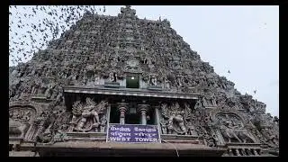 Mystery Behavior of Birds in Madurai||Meenakshi Amman Temple