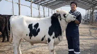 👁️TAGAMIZDAN KATA OZGARISH IDYAL BUQALAR VA NAQ BOGOZMIZ ARZON JOYDAN KELDI 2026_02_04_febral.