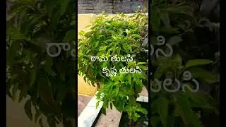 Rama Tulasi Krishna Tulasi#trending #shorts #viralvideos #in my garden