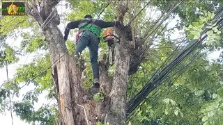 Danger's work - Woodcutter skills Pruning of large Angsana trees blocking the road
