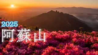 【阿蘇山】根子岳が見える朝日スポットで朝焼けに染まるミヤマキリシマ！