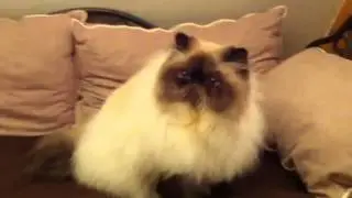 Double Take Falling Star
