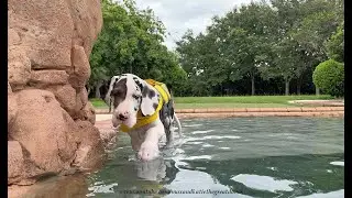 Funny Harlequin Great Dane Puppy Gets Ready For His First Florida Swim