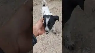 DOG EMOTIONAL VIDEO SHORTS STATUS #anime #dog #shortvideo #shorts #instagram #trending #reels #new