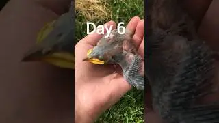 Starling baby growth timelapse 🤭💖✨😍🐥🤗