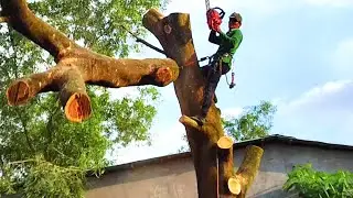 Cưa cây Tràm Bông Vàng Khủng Siêu To, Siêu Nhánh phủ lên mái nhà.