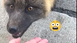 Adorable Wild Foxes Being Friendly