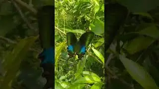 How to  perform pollination  process through insect transfer of pollen from one  plants  to another