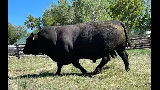 Herd Quitter® Minute - How to select a bull for grass-fed production