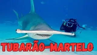 TUBARÃO-MARTELO.