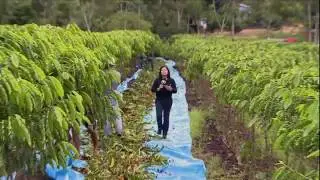 Destaque no Globo rural apresenta colheita,de café em NOVA BRASILÂNDIA/RO.