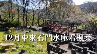 [台灣美景漫步] 12月中來石門水庫看楓葉 | 4K