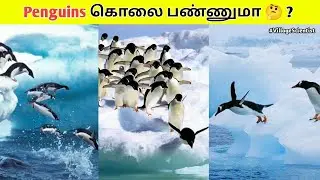 Penguins கொலை பண்ணுமா 🤔 ? | Facts about Queen Elizabeth | Random Facts Tamil | Village Scientist