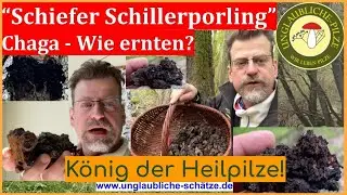 Schiefer Schillerporling 
