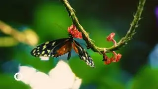 Exploring the Fascinating Facts About Butterflies in God's Creation