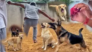[Try Not To Laugh] Dogs Following Owner For Tennis Balls | German Shepherd Labrador Retriever Videos