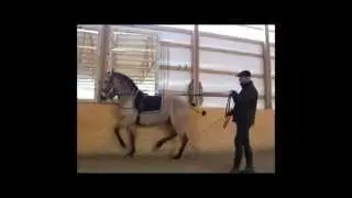 Horses in training with Manuel Trigo, 4th Semester 2010 Part I