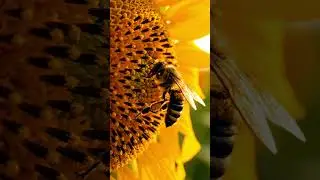 Ultimate Relaxing Music & Healing Sound: Zen Spa Vibes for Deep Work Focus