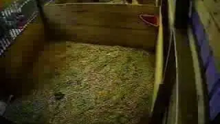 Пример видеозаписи с камеры в сарае.