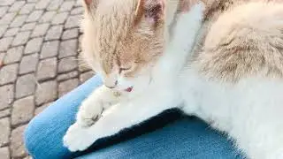 Temizlik obsesyonu// clean paws, clear mind 😻 #cats #cat #turkishcat #catshorts #cute #kitten 