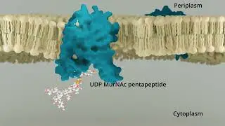 Synthesis of bacterial cell wall precursor Lipid I, catalyzed by MraY