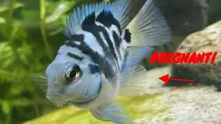 Pregnant Polar Blue Cichlid