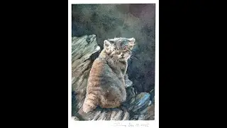 Pallas's cat full video