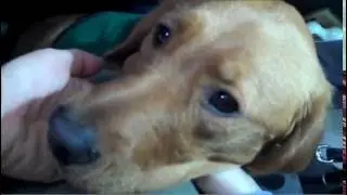 Air Travel With a Guide Dog
