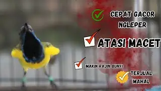 PANCINGAN SOGON GACOR ATASI SOGON TROTOL MACET LANGSUNG BUNYI PAGI SIANG MALAM part 96