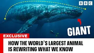 News 2026 - The SHOCKING Reason Blue Whales DOMINATE the Oceans