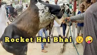 Anari Qasai 2023 || Birds And Cattle Info ||