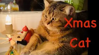 Cute Cat & Erzgebirge Christmas Pyramid 🎄🐾