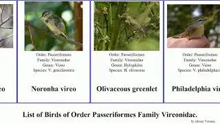 Birds of Order Passeriformes Family Vireonidae greenlet vireo shrike-babbler