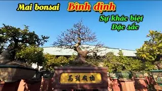 Mai bonsai Bình định -sự khác biệt độc đáo,hút hồn người xem 